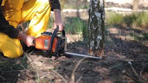 Why Choose Our Tree Removal Services in Bermuda Run, NC?